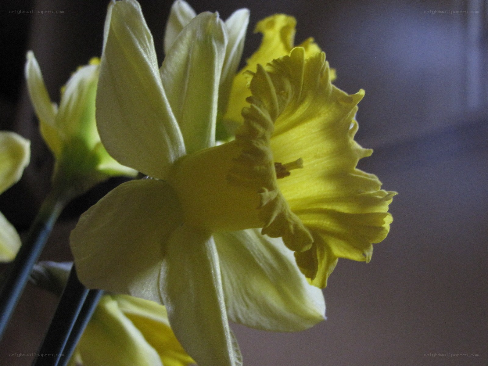 Yellow daffodils in bloom