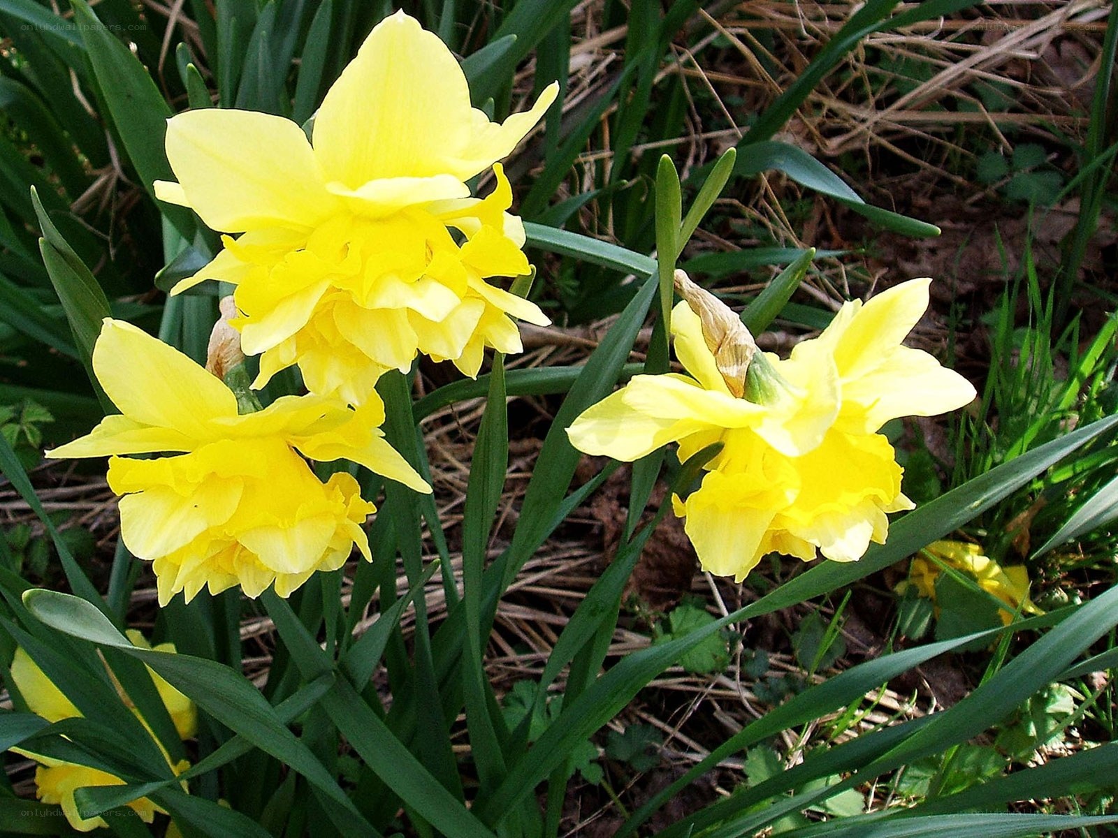 Yellow daffodils in bloom