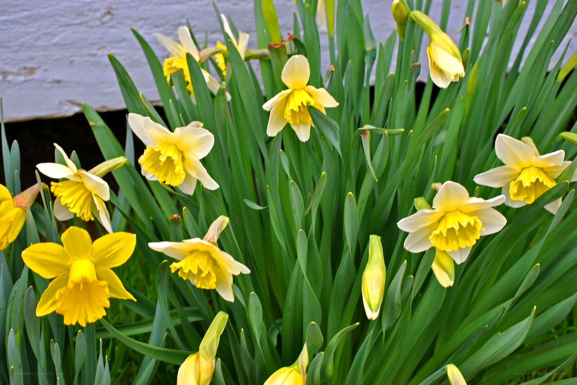 Yellow daffodils in bloom