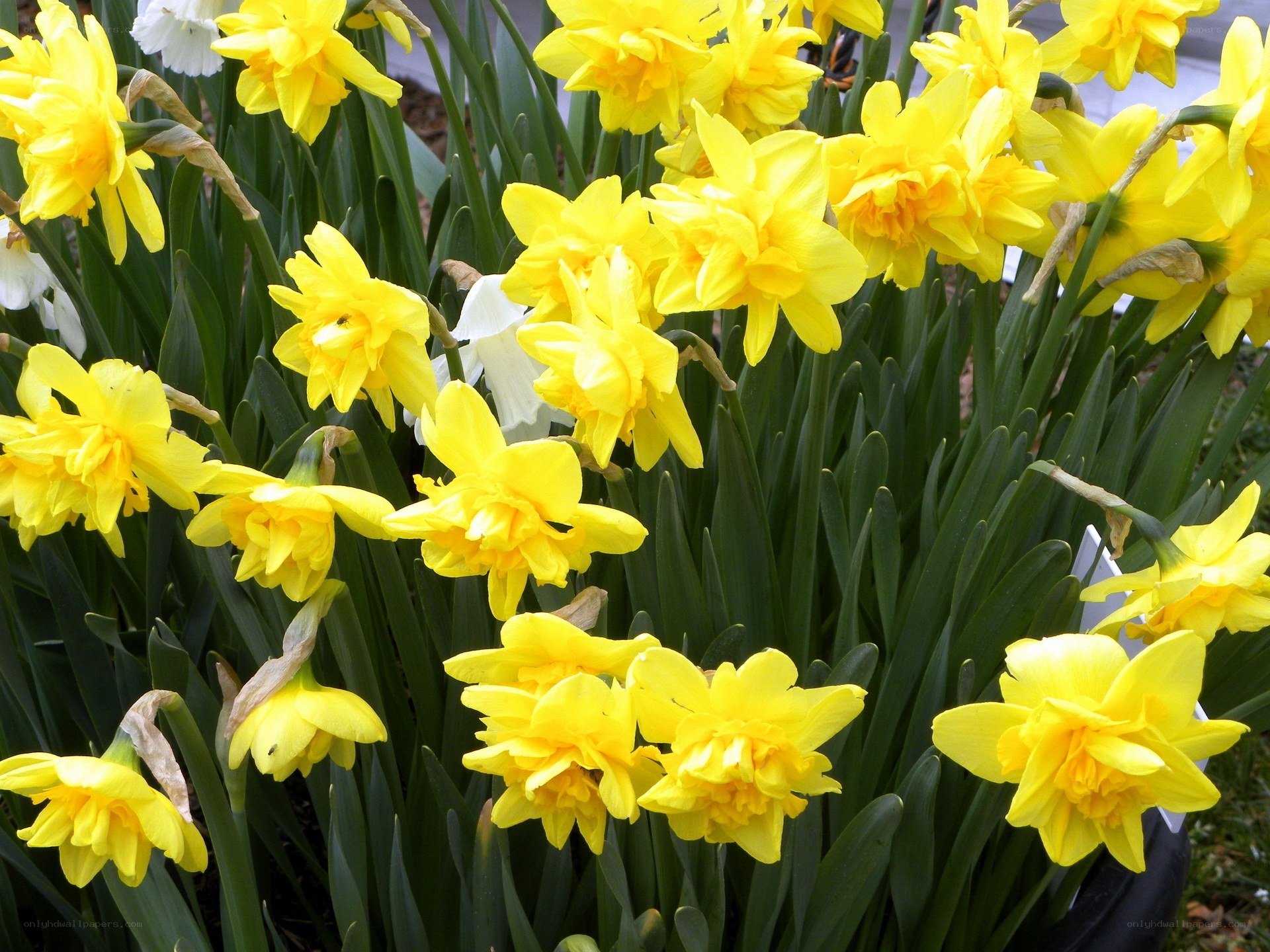 Yellow daffodils in bloom