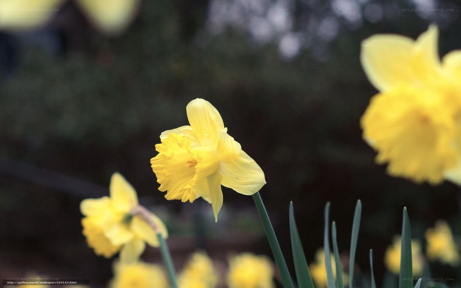 Yellow daffodils in bloom