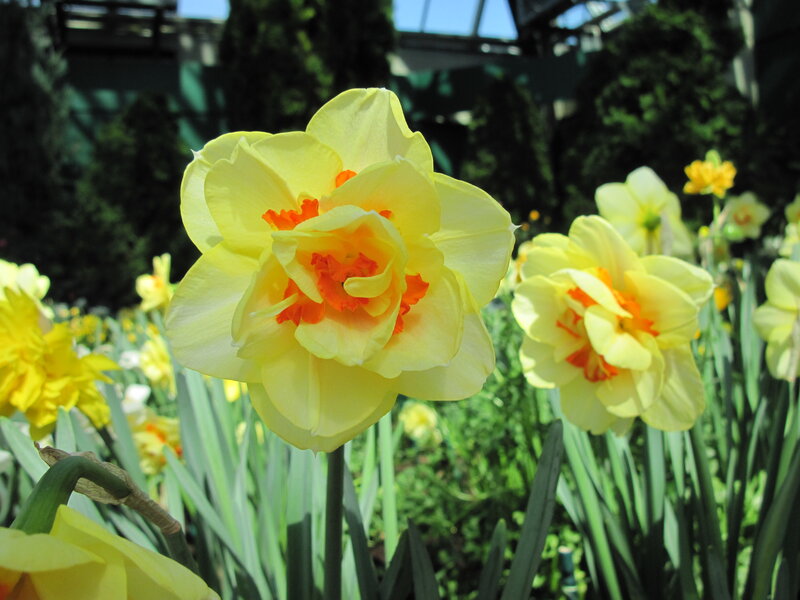 Yellow Daffodils in Bloom — Bright, Afternoon
