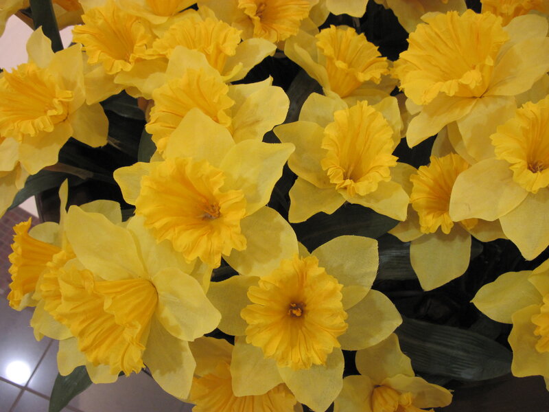 Yellow Daffodils in Bloom — Bright, Photograph