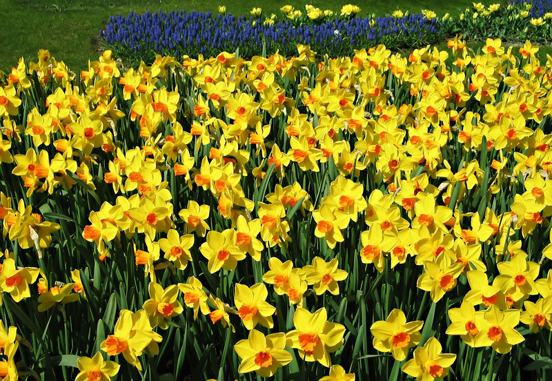 Yellow Daffodils in Bloom — Bright, Spring, Photograph, Blue Flowers