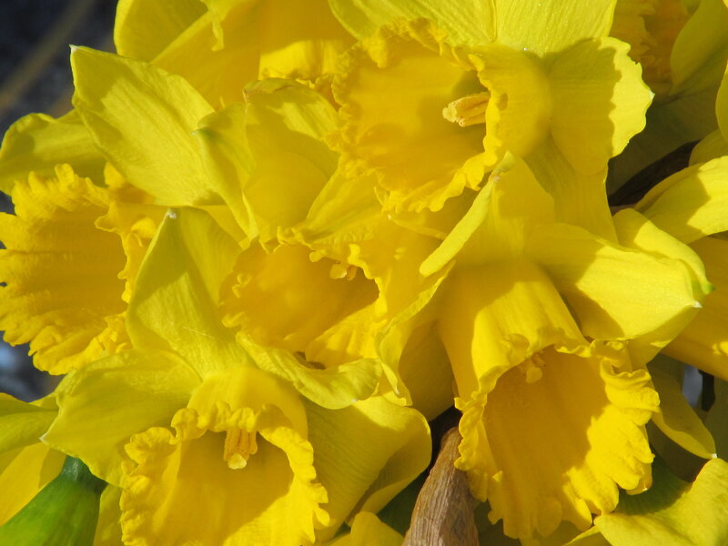 Yellow Daffodils in Bloom — Bright, Spring, Photograph, Flower