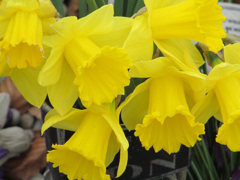 Yellow Daffodils in Bloom — Bright, Spring, Photograph, Flowers, Green Leaves