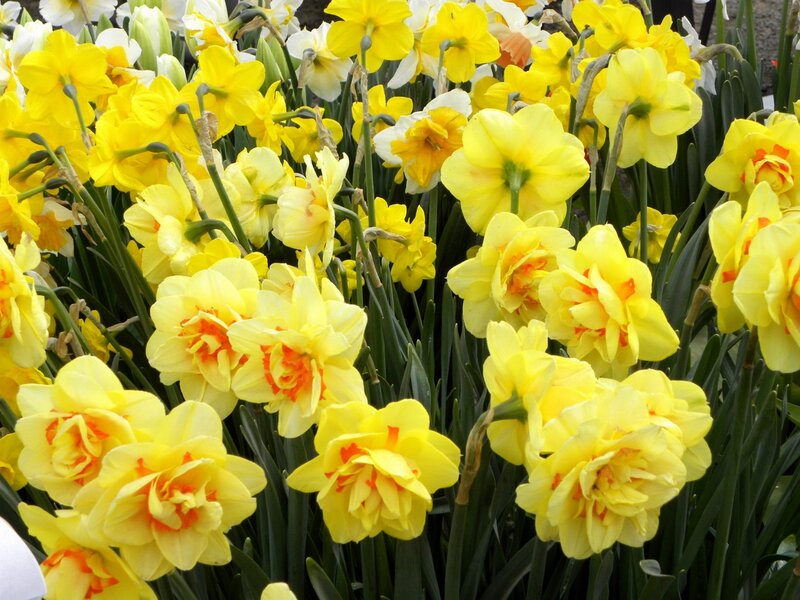 Yellow Daffodils in Bloom — Bright, Spring, Photograph, Flowers, Green Stems, Leaves