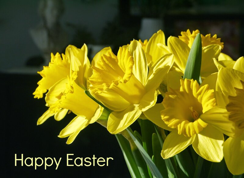 Yellow Daffodils in Bloom — Bright, Spring, Photograph, Flowers, Green Stems, Text