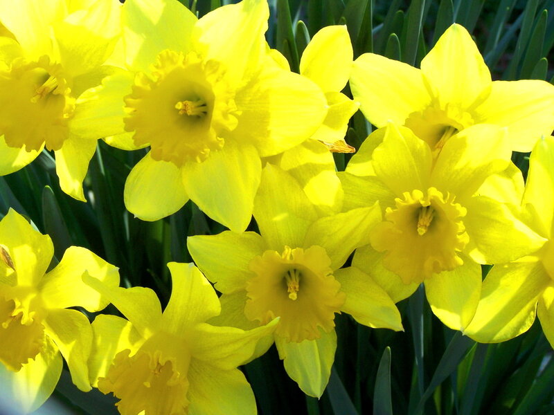 Yellow Daffodils in Bloom — Bright, Spring, Photograph, Flowers, Leaves