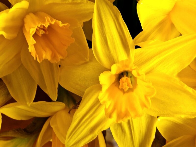 Yellow Daffodils in Bloom — Bright, Spring, Photograph, Flowers, Petals