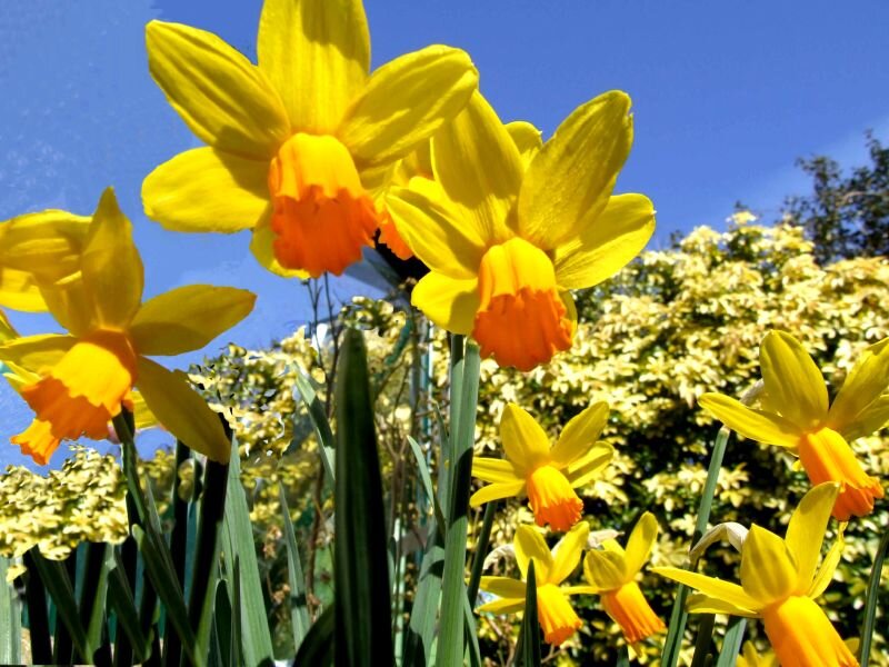 Yellow Daffodils in Bloom — Bright, Spring, Photograph, Flowers, Sky