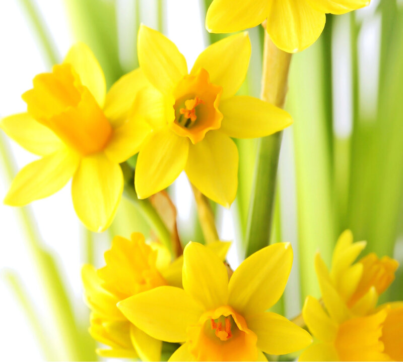Yellow Daffodils in Bloom — Bright, Spring, Photograph, Flowers, Stems