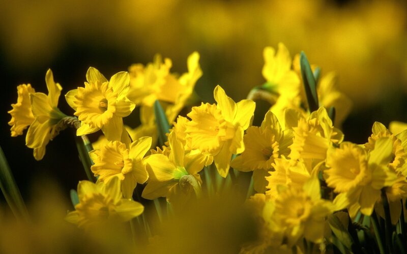 Yellow Daffodils in Bloom — Bright, Spring, Photograph, Flowers