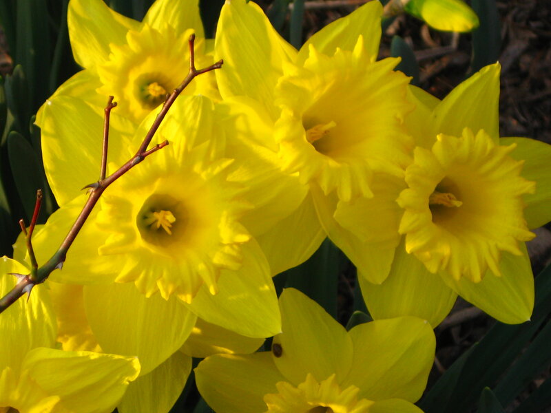 Yellow Daffodils in Bloom — Bright, Spring, Photograph, Green Leaves, Brown Branch