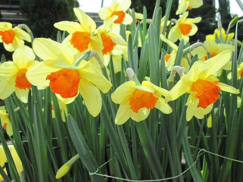 Yellow Daffodils in Bloom — Bright, Spring, Photograph, Green Leaves, Flower Buds