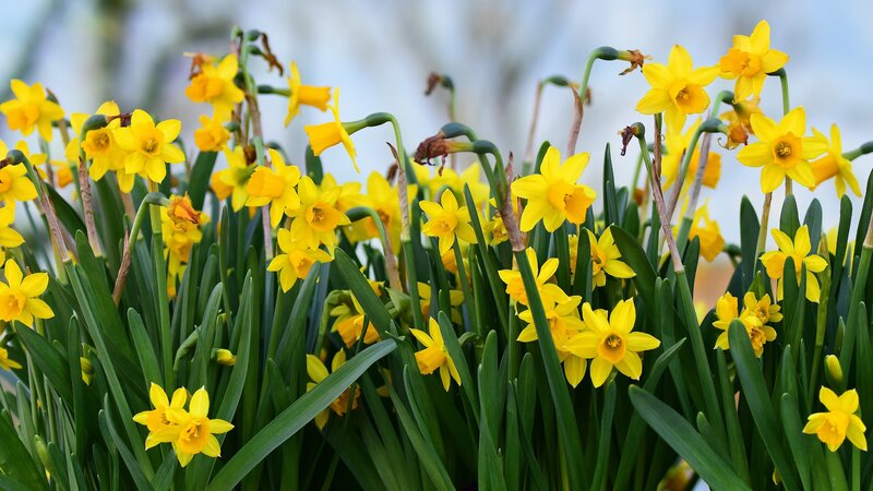 Yellow Daffodils in Bloom — Bright, Spring, Photograph, Green Leaves, Flowers