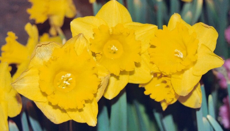 Yellow Daffodils in Bloom — Bright, Spring, Photograph, Green Leaves, Purple Flowers