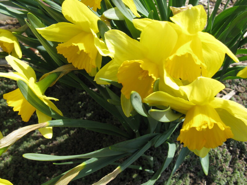 Yellow Daffodils in Bloom — Bright, Spring, Photograph, Green Leaves, Soil, Green