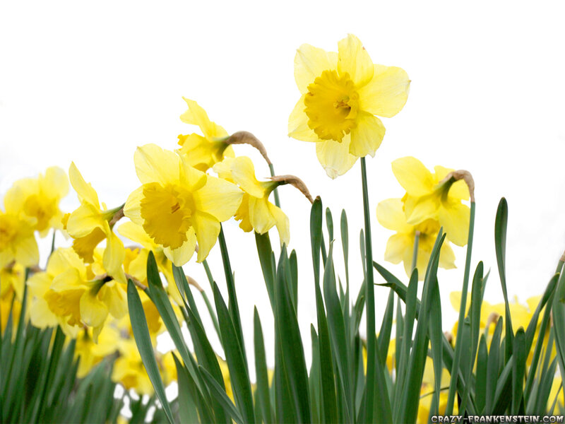 Yellow Daffodils in Bloom — Bright, Spring, Photograph, Green Leaves