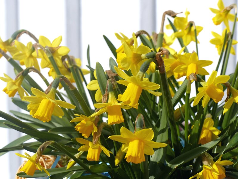 Yellow Daffodils in Bloom — Bright, Spring, Photograph, Green Leaves, Window