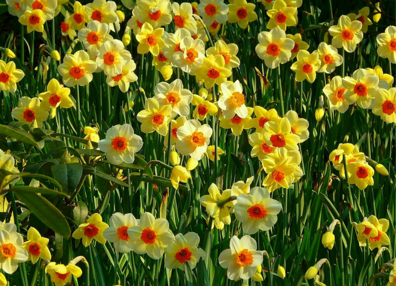 Yellow Daffodils in Bloom — Bright, Spring, Photograph, Green Stems