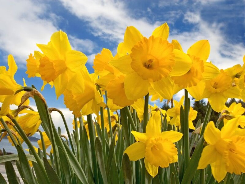 Yellow Daffodils in Bloom — Bright, Spring, Photograph, Sky, Clouds