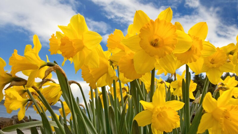 Yellow Daffodils in Bloom — Bright, Spring, Photograph, Sky, Clouds, Water, Blue