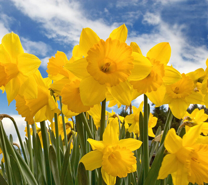 Yellow Daffodils in Bloom — Bright, Spring, Photograph, Sky