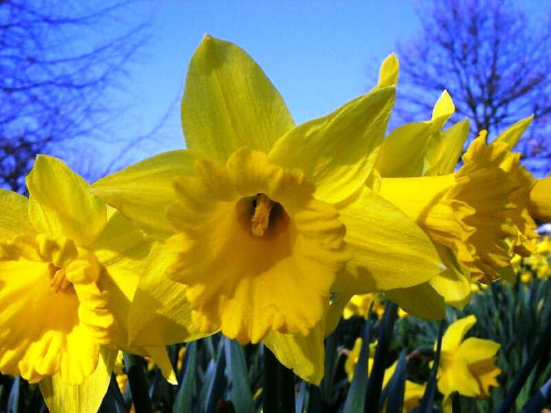 Yellow Daffodils in Bloom — Bright, Spring, Photograph, Sky, Trees
