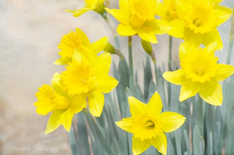 Yellow Daffodils in Bloom — Bright, Spring, Photograph