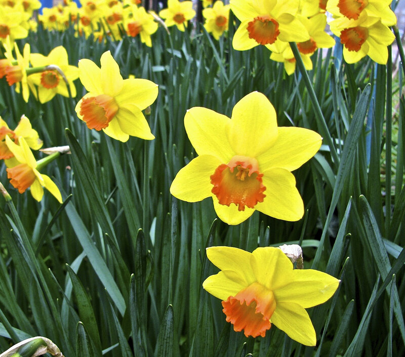 Yellow Daffodils in Bloom — Bright, Spring