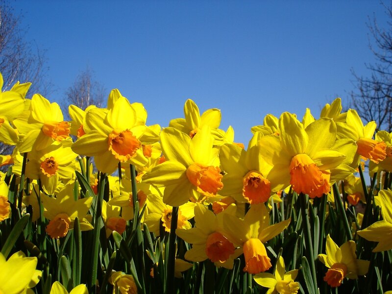 Yellow Daffodils in Bloom — Bright