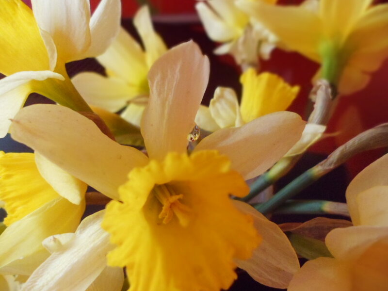 Yellow Daffodils in Bloom — Calm, Spring, Photograph, Flowers, Stems