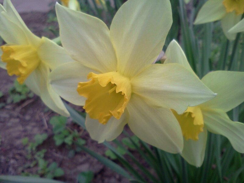 Yellow Daffodils in Bloom — Calm, Spring, Photograph, Flowers
