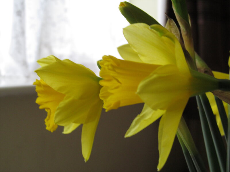 Yellow Daffodils in Bloom — Calm, Spring, Photograph, Flowers, Window