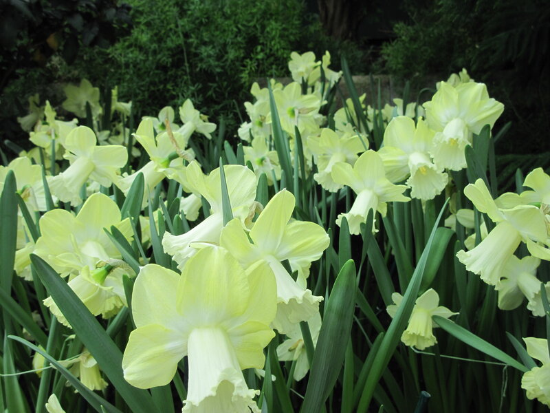 Yellow Daffodils in Bloom — Calm, Spring, Photograph, Green Leaves, Bushes