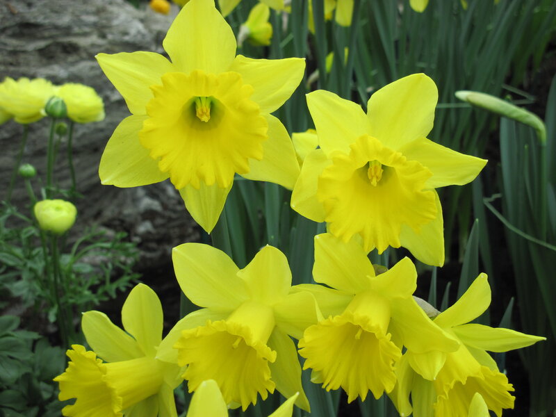 Yellow Daffodils in Bloom — Calm, Spring, Photograph, Green Leaves, Flower Buds