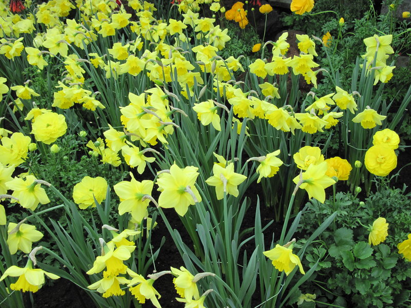 Yellow Daffodils in Bloom — Calm, Spring, Photograph, Green Leaves, Flowers
