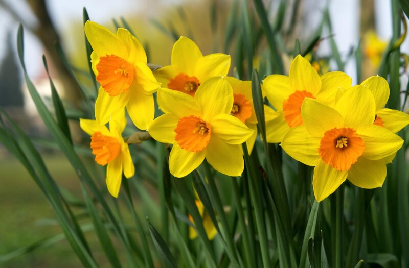 Yellow Daffodils in Bloom — Calm, Spring, Photograph, Green Leaves, Outdoor Setting