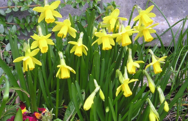Yellow Daffodils in Bloom — Calm, Spring, Photograph, Green Leaves