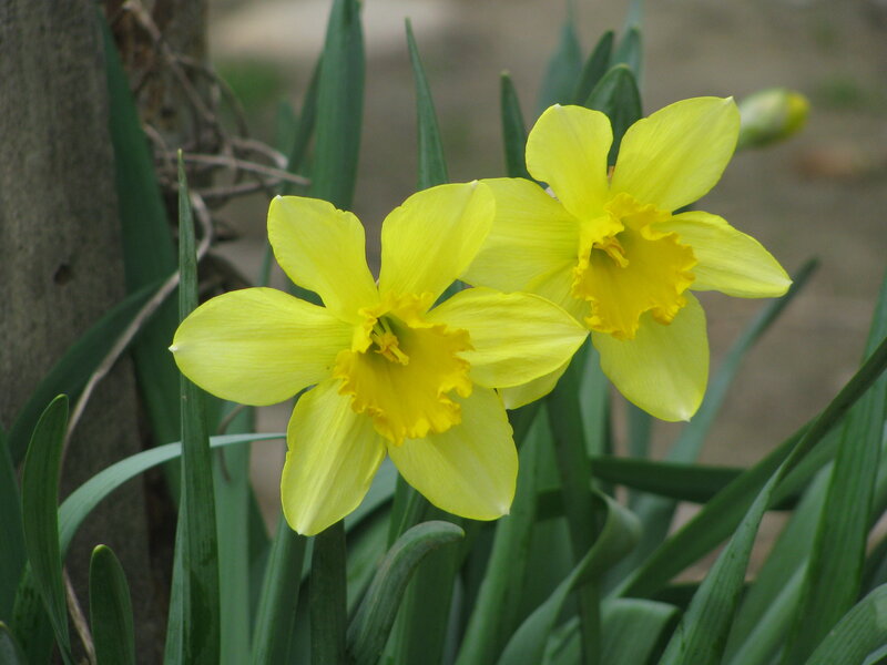 Yellow Daffodils in Bloom — Calm, Spring, Photograph, Green Leaves, Tree Trunk