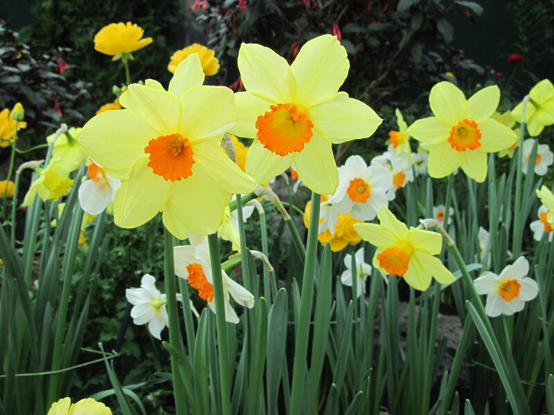 Yellow Daffodils in Bloom — Calm, Spring, Photograph, Green Stems