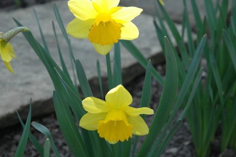 Yellow Daffodils in Bloom — Calm, Spring, Photograph