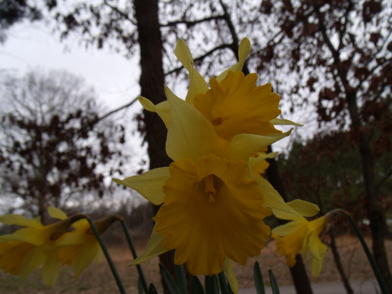 Yellow Daffodils in Bloom — Calm, Spring, Photograph, Trees