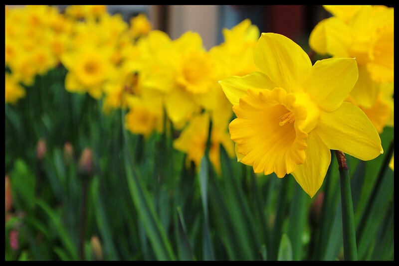 Yellow Daffodils in Bloom — Calm, Spring