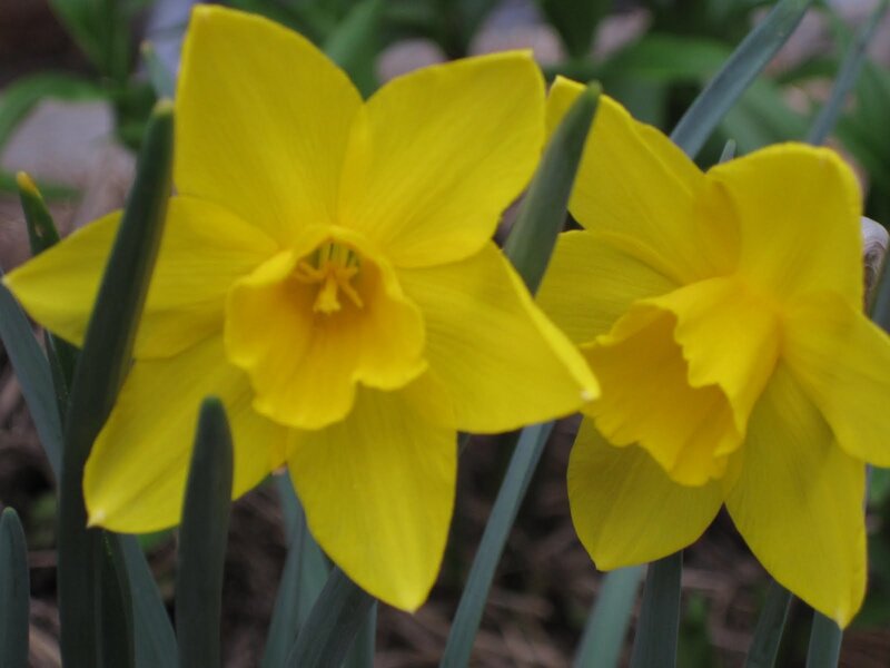 Yellow Daffodils in Bloom — Calm
