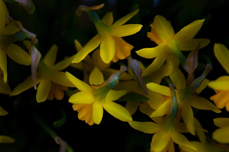 Yellow Daffodils in Bloom — Dramatic, Photograph, Flowers