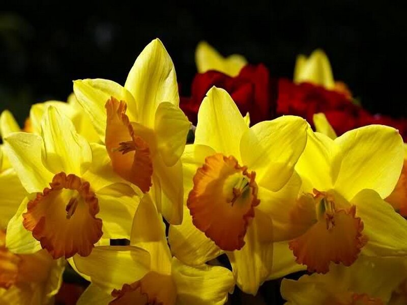 Yellow Daffodils in Bloom — Dramatic, Photograph