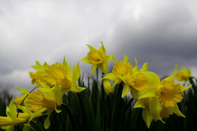 Yellow Daffodils in Bloom — Dramatic
