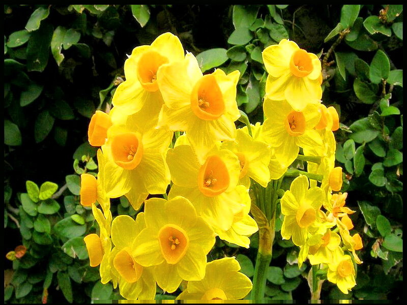 Yellow Daffodils in Bloom — Natural, Spring, Photograph, Flowers